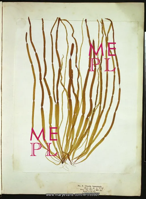 : Chorda lomentaria, seaweed : Chorda lomentaria, seaweed