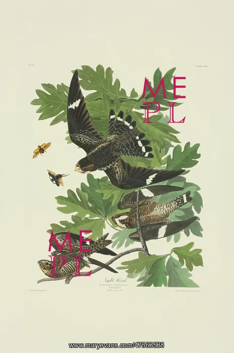 : Chordeiles minor, common nighthawk : Chordeiles minor, common nighthawk
