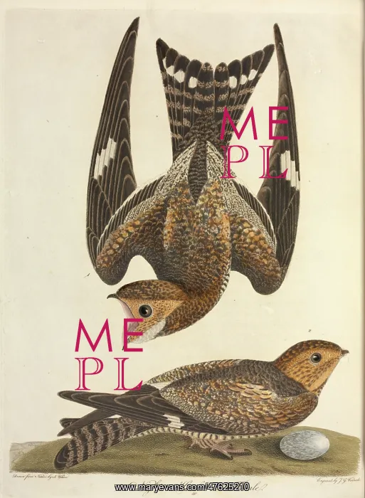 : Chordeiles minor, Common nighthawk : Chordeiles minor, Common nighthawk