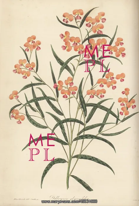 : Chorizema glycinifolium : Chorizema glycinifolium
