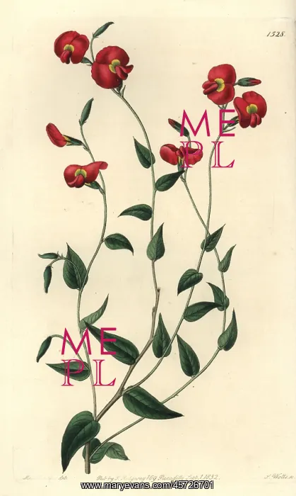 : Chorizema ovatum : Chorizema ovatum