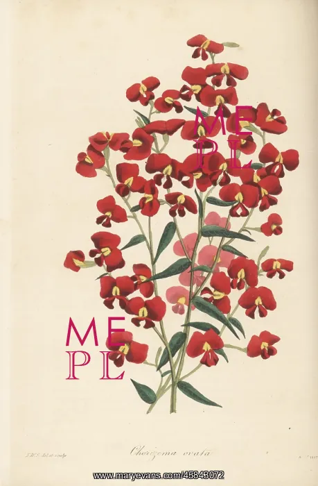 : Chorizema ovatum : Chorizema ovatum