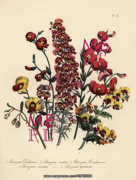 : Chorozema species : Chorozema species