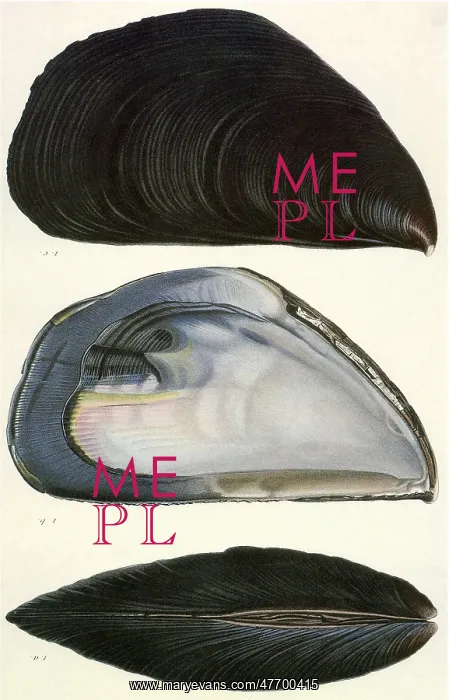  : Chorus Mussel