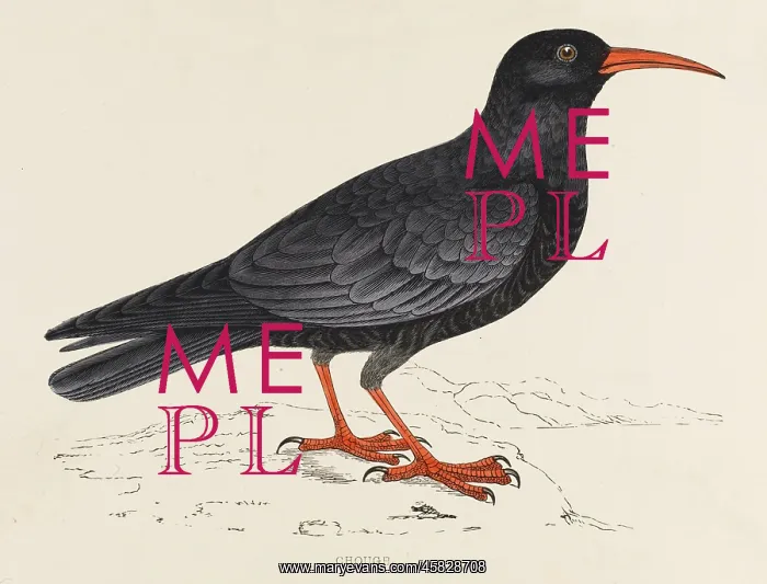 : CHOUGH (MORRIS) : CHOUGH (MORRIS)