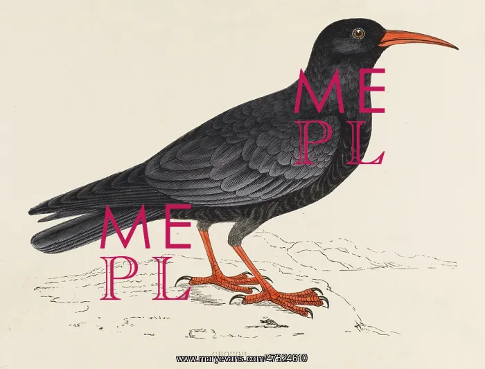 : CHOUGH (MORRIS) : CHOUGH (MORRIS)