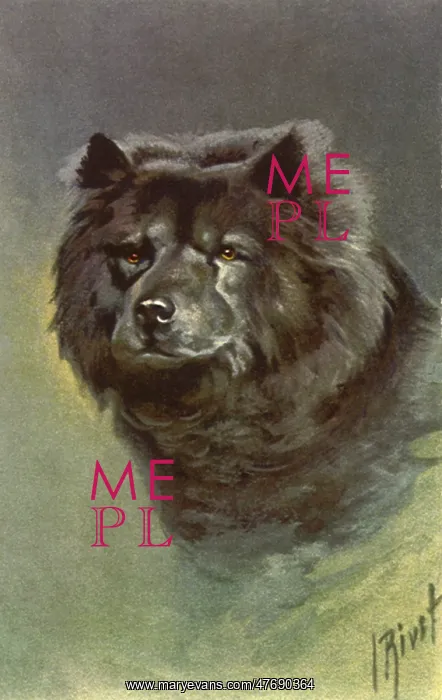  : Chow Chow