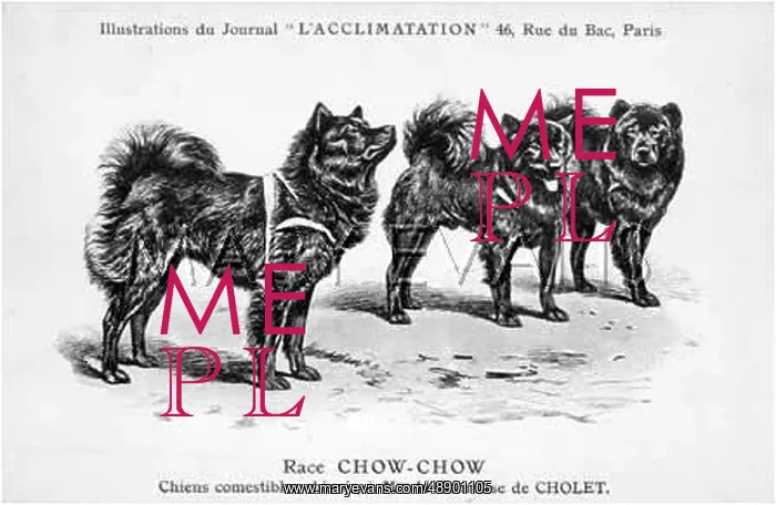 : Chow Chow Dog : Chow Chow Dog