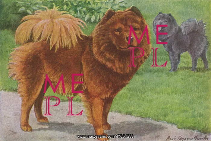 : TWO CHOW DOGS STANDING : TWO CHOW DOGS STANDING