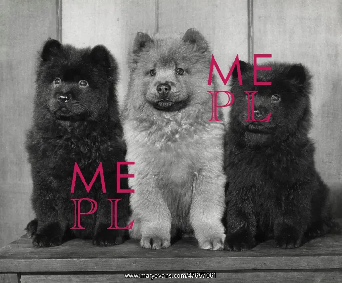  : Three Chow puppies
