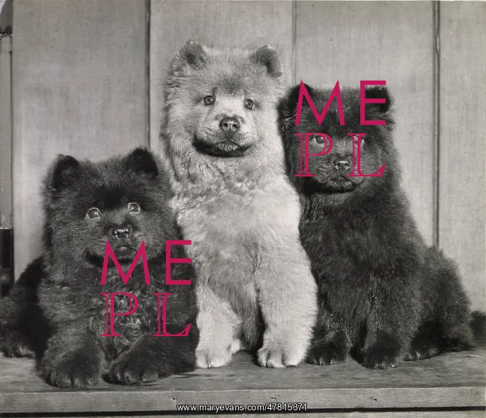  : Three Chow puppies
