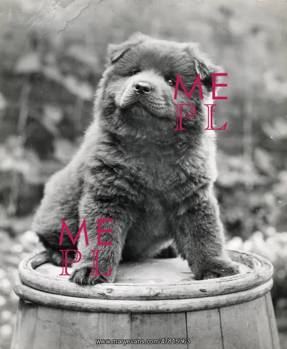  : Chow puppy sitting on a barrel