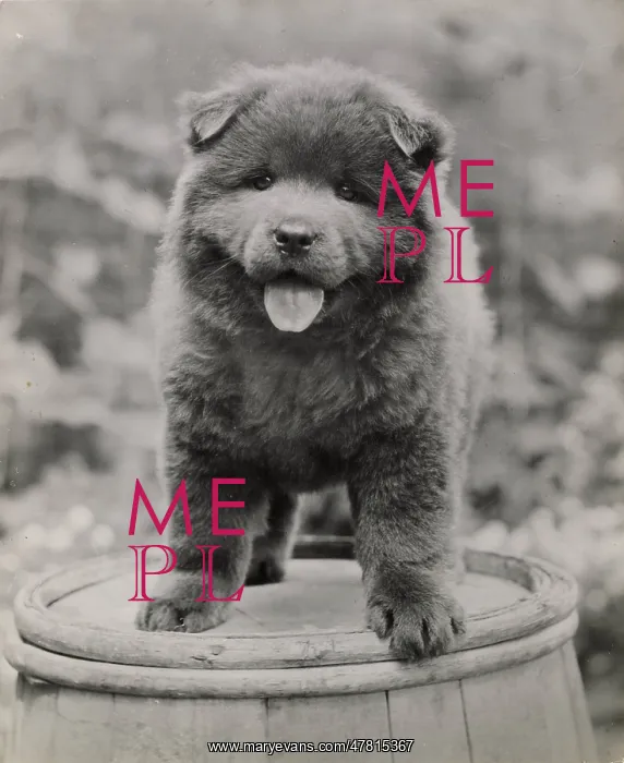  : Chow puppy standing on a barrel