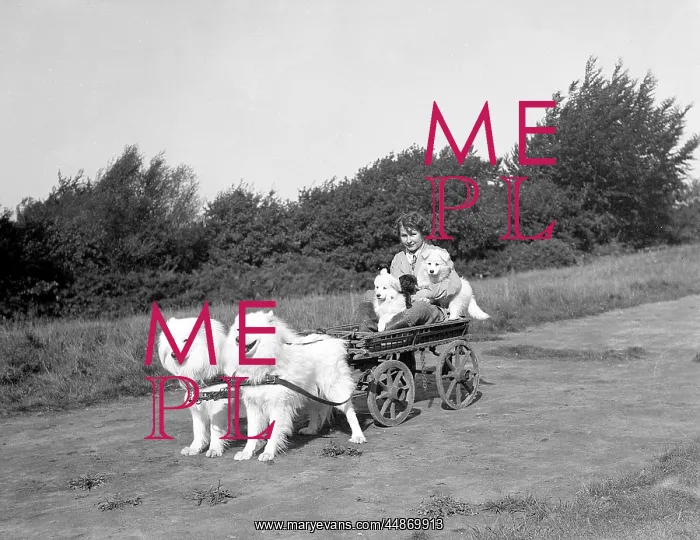 : Chows Pulling a Cart : Chows Pulling a Cart