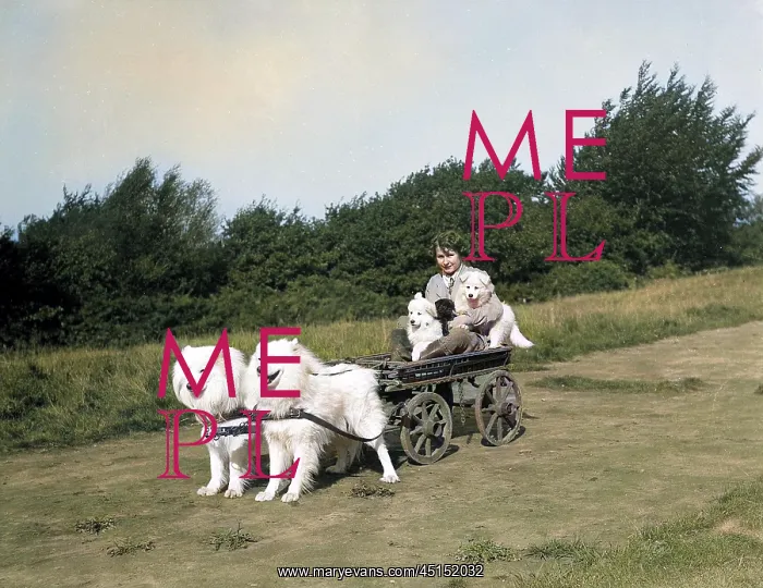 : Chows Pulling a Cart : Chows Pulling a Cart