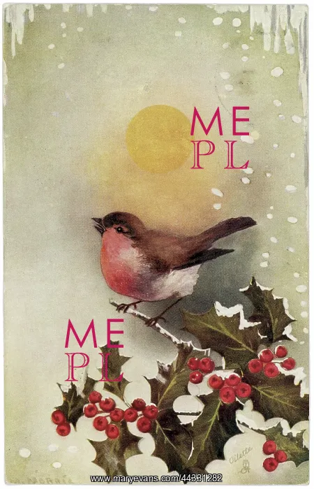 : Christmas. Drawing of a redbreast on a small branch of flowering butcher's broom : Christmas. Drawing of a redbreast on a small branch of flowering butcher's broom