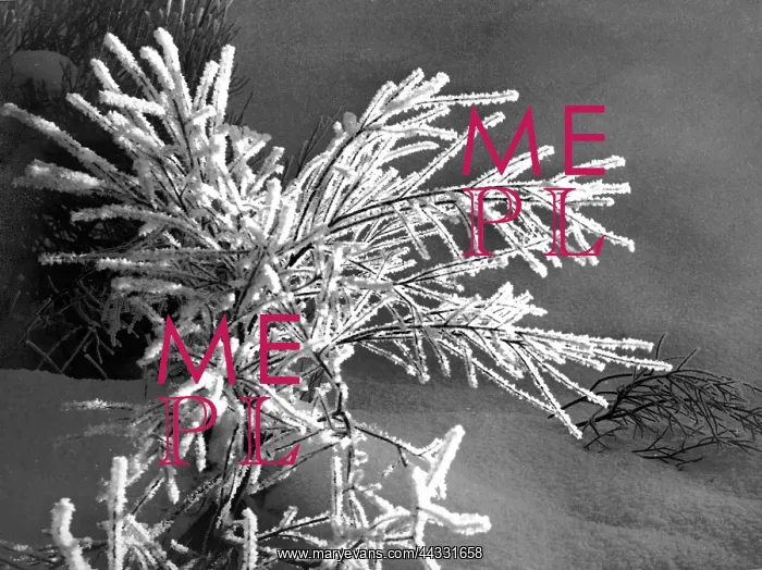 : Christmas. Snowy tree branch, Christmas greeting card : Christmas. Snowy tree branch, Christmas greeting card