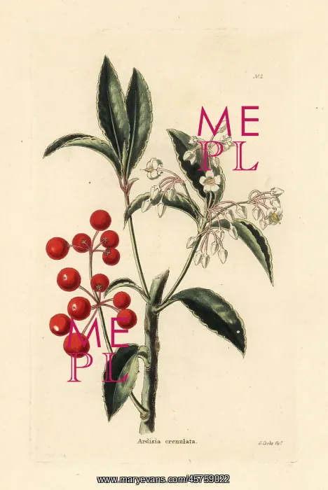 : Christmas berry, Ardisia crenata : Christmas berry, Ardisia crenata