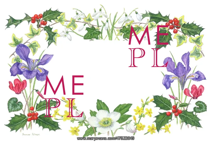 : Christmas border with holly, irises, snowdrops? : Christmas border with holly, irises, snowdrops?