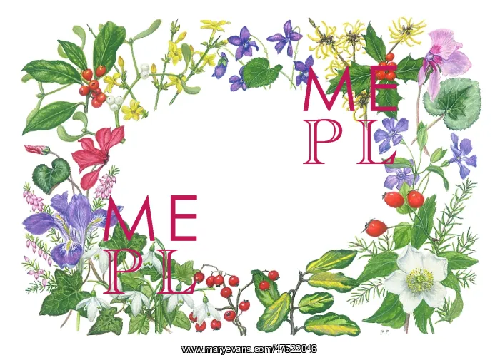  : Christmas border with holly, mistletoe, ivy, etc