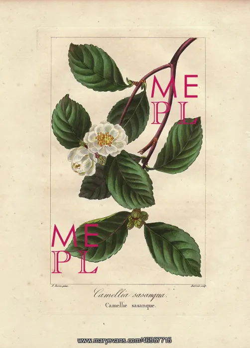 : Christmas camellia, Camellia sasanqua, native to Japan : Christmas camellia, Camellia sasanqua, native to Japan