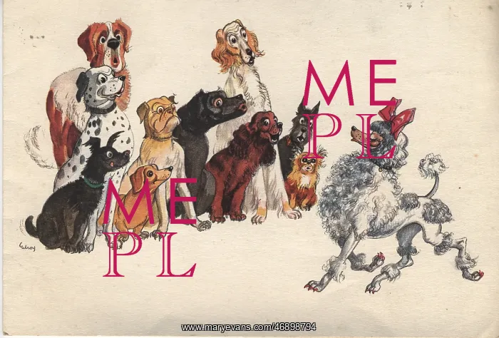 : Christmas card - admiring dogs : Christmas card - admiring dogs