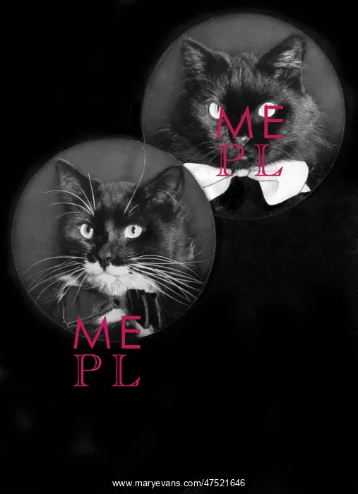 : Christmas Card (Cats) : Christmas Card (Cats)