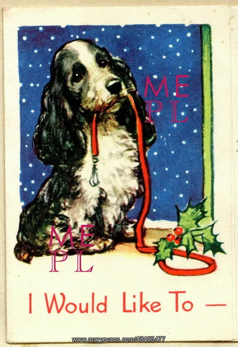 : Christmas card, Cocker Spaniel dog : Christmas card, Cocker Spaniel dog