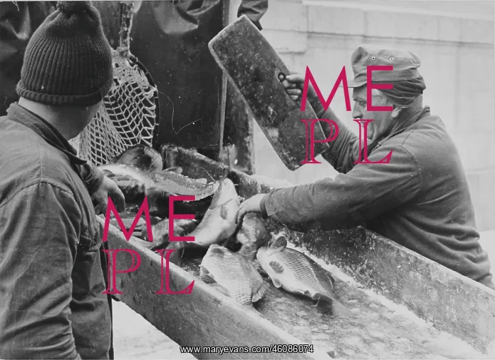 : Christmas carp. 17th December 1963 : Christmas carp. 17th December 1963