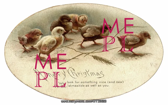 : Christmas Chicks : Christmas Chicks