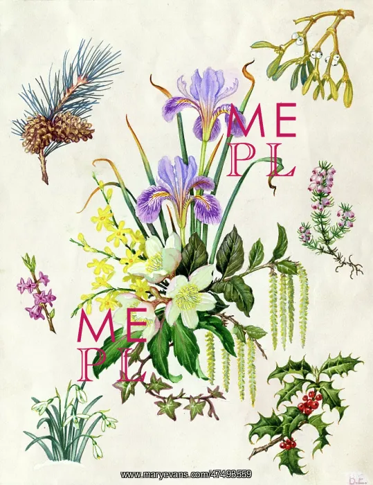 : Christmas Flowers - pine, mistletoe, iris etc : Christmas Flowers - pine, mistletoe, iris etc