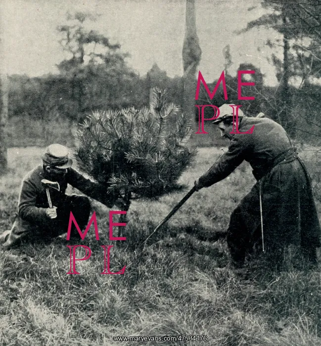 : Christmas at the Front: Soldiers chopping down a tree 1914 : Christmas at the Front: Soldiers chopping down a tree 1914