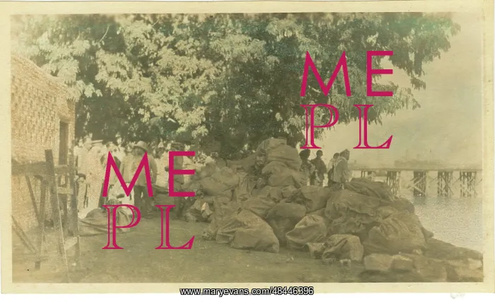 : Christmas mail going to the Front, Basra, Iraq, WW1 : Christmas mail going to the Front, Basra, Iraq, WW1