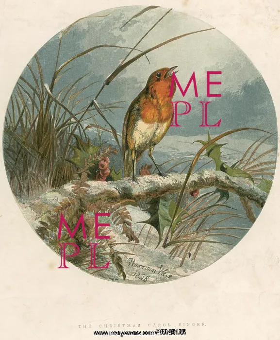 : Christmas robin : Christmas robin