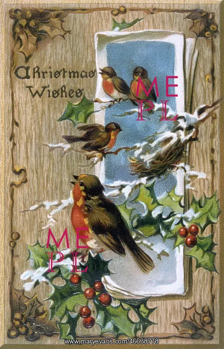: Christmas Robins with Holly : Christmas Robins with Holly
