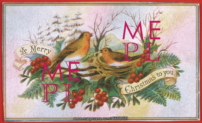 : Two Christmas Robins on their nest : Two Christmas Robins on their nest