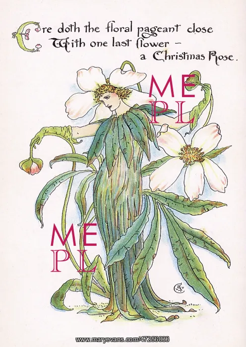: Christmas Rose : Christmas Rose