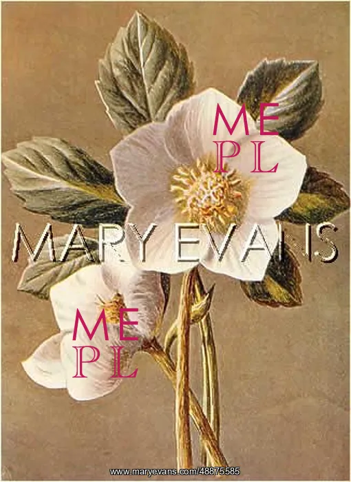  : CHRISTMAS ROSE