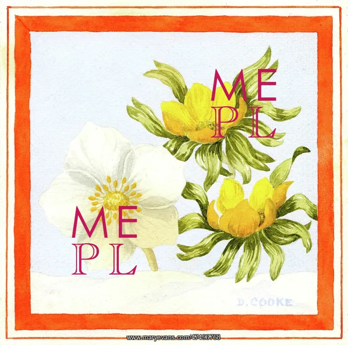  : Christmas Rose and Aconites