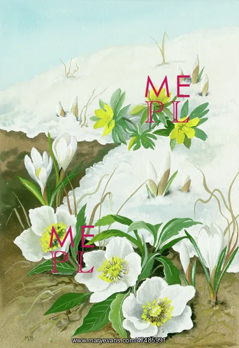  : Christmas rose, aconites and white crocuses in snow