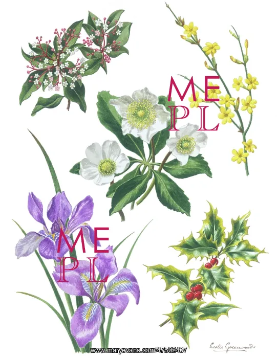 : Christmas rose, jessamine, irises, holly etc : Christmas rose, jessamine, irises, holly etc