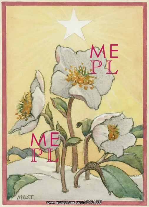 : Christmas rose in the snow and star in sky : Christmas rose in the snow and star in sky