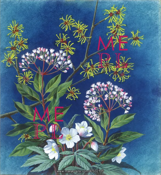 : Christmas rose, witch-hazel and laurustinus : Christmas rose, witch-hazel and laurustinus