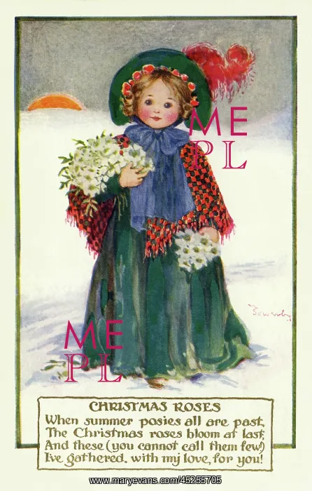  : Christmas roses