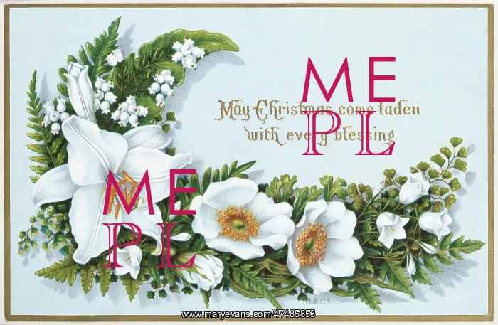 : Christmas roses etc : Christmas roses etc