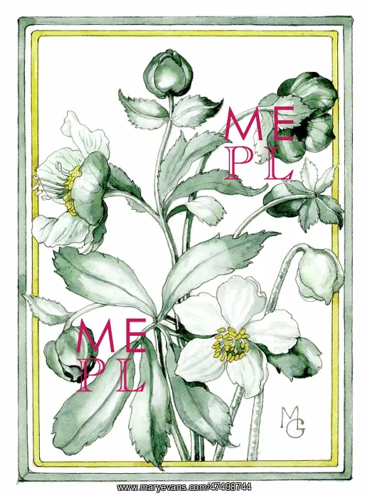  : Christmas Roses