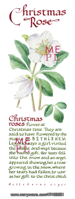  : Christmas Roses