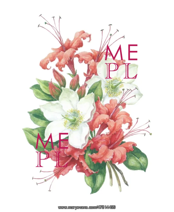  : Christmas Roses and Azaleas