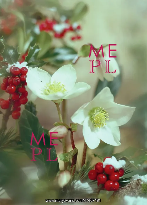 : Christmas Roses and Holly