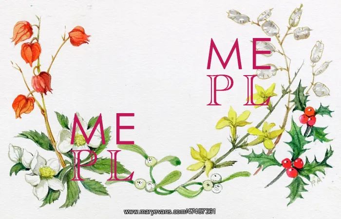  : Christmas roses, iris, etc